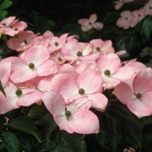 Grootbloemige Japanse kornoelje roze